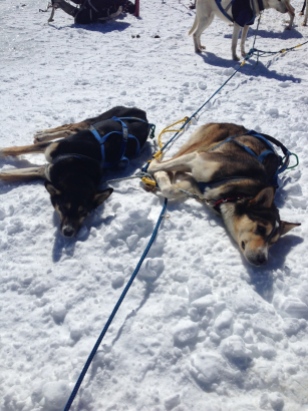 Dog sled team on the summit